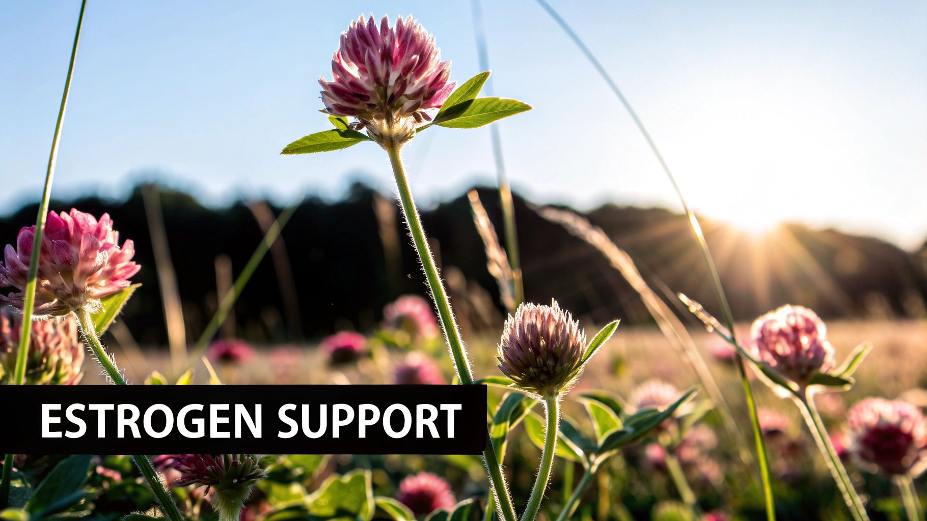 Red Clover (Trifolium pratense)