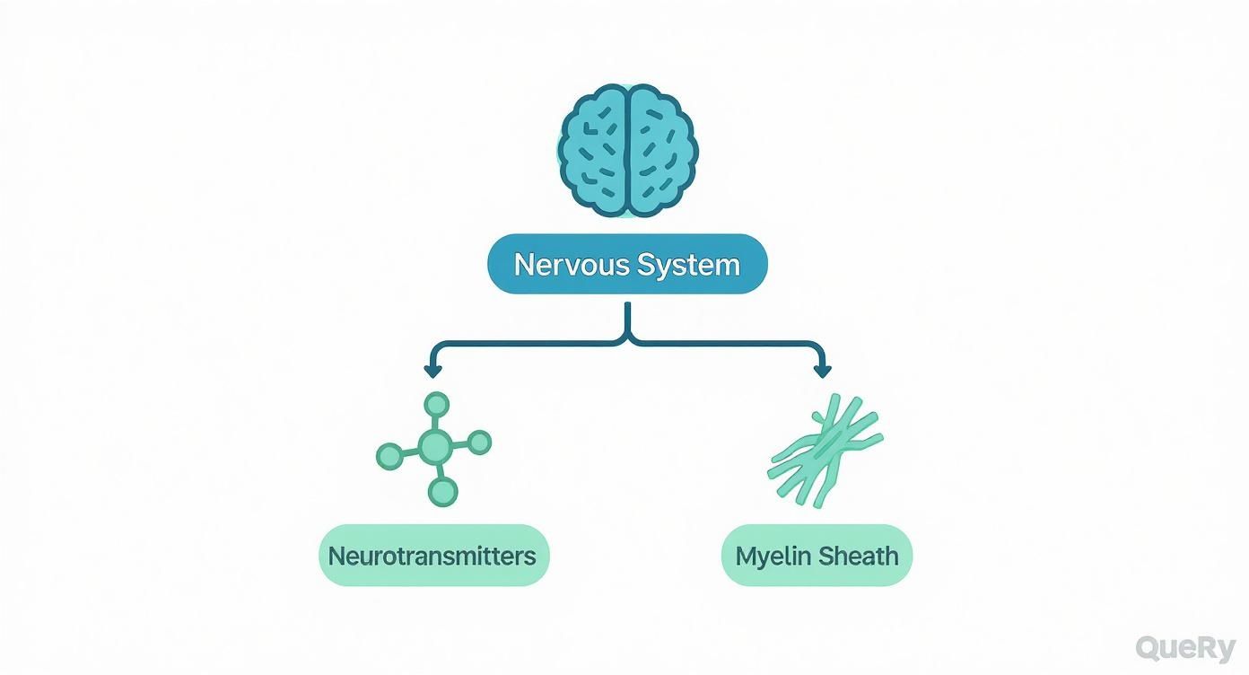Nervous system diagram showing neurotransmitters and myelin sheath as key components for neural health