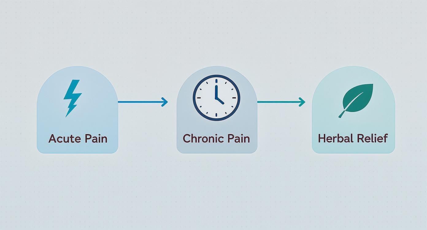 Infographic about herbal remedies for pain relief