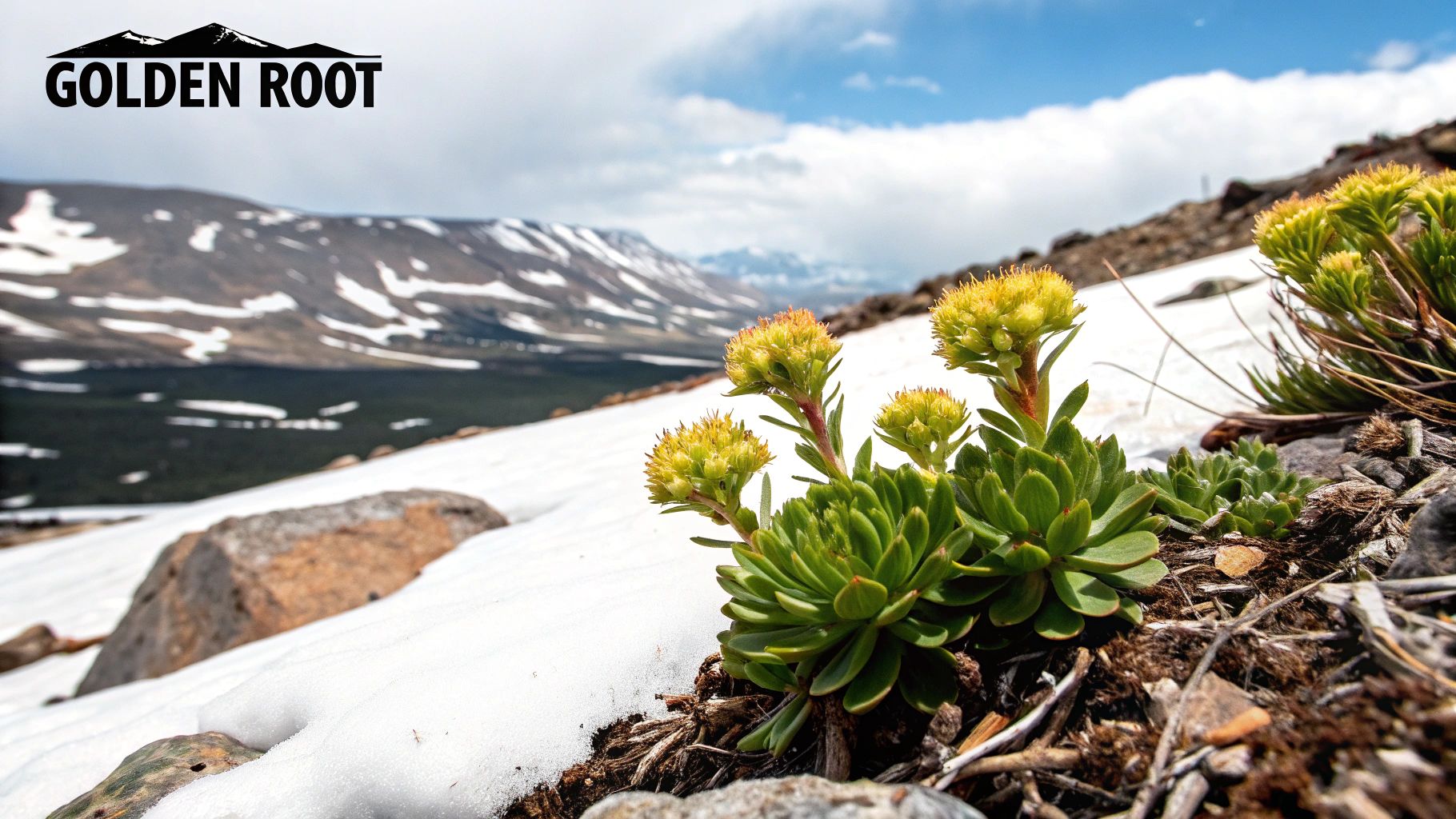 Rhodiola Rosea (Golden Root)