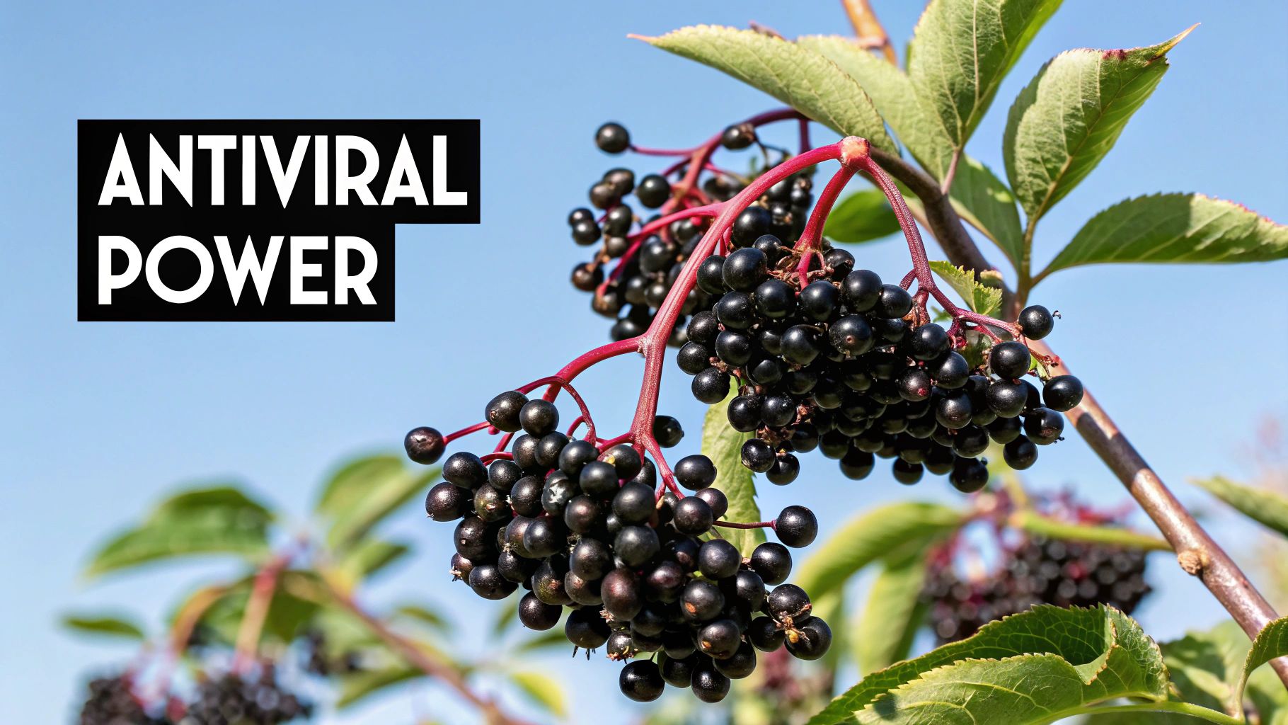 Elderberry (Sambucus canadensis)