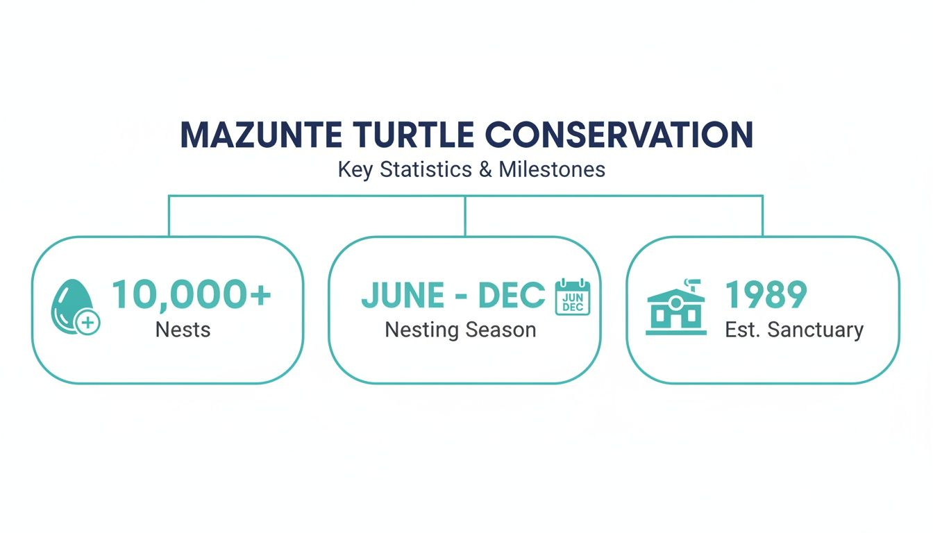 Infographic showing Mazunte Turtle Conservation key statistics: over 10,000 nests, June-Dec nesting season, and sanctuary established in 1989.