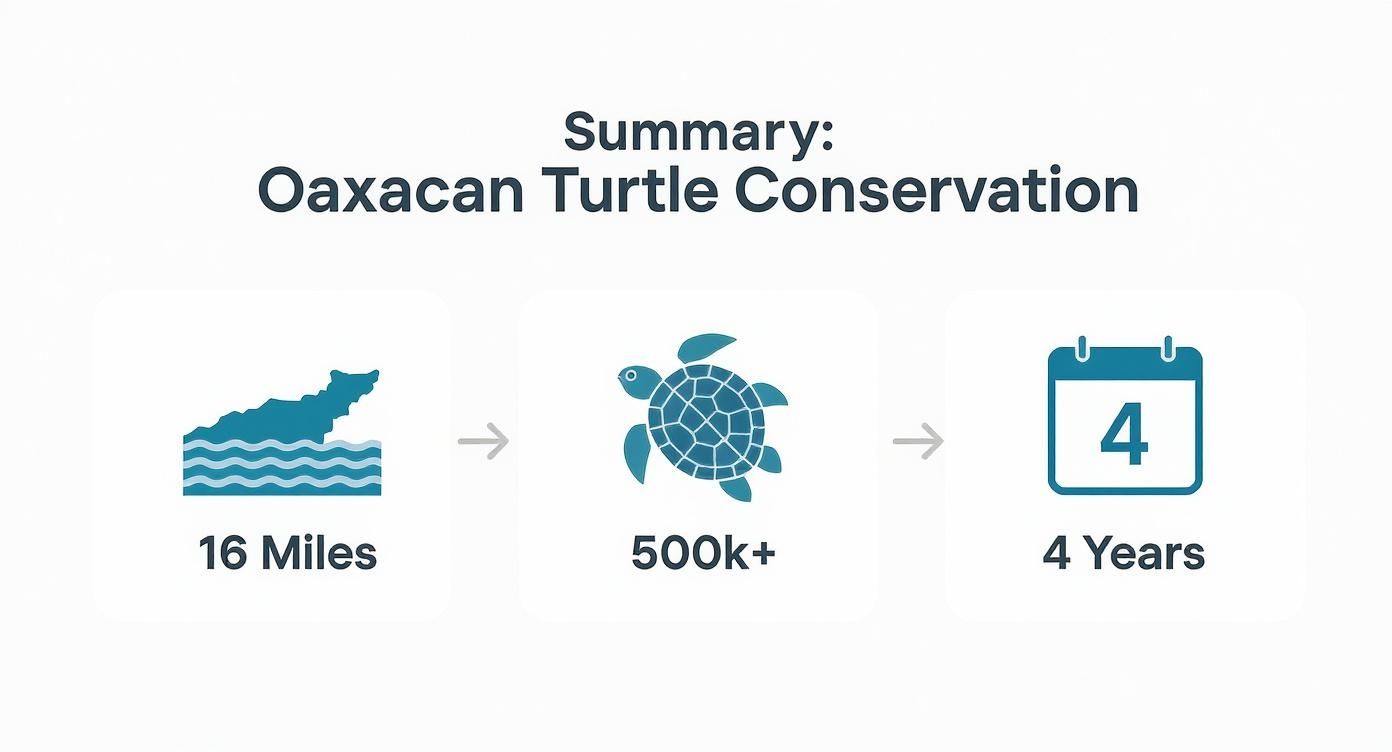 Infographic details Oaxacan Turtle Conservation efforts: 16 miles protected, over 500,000 turtles, spanning 4 years.