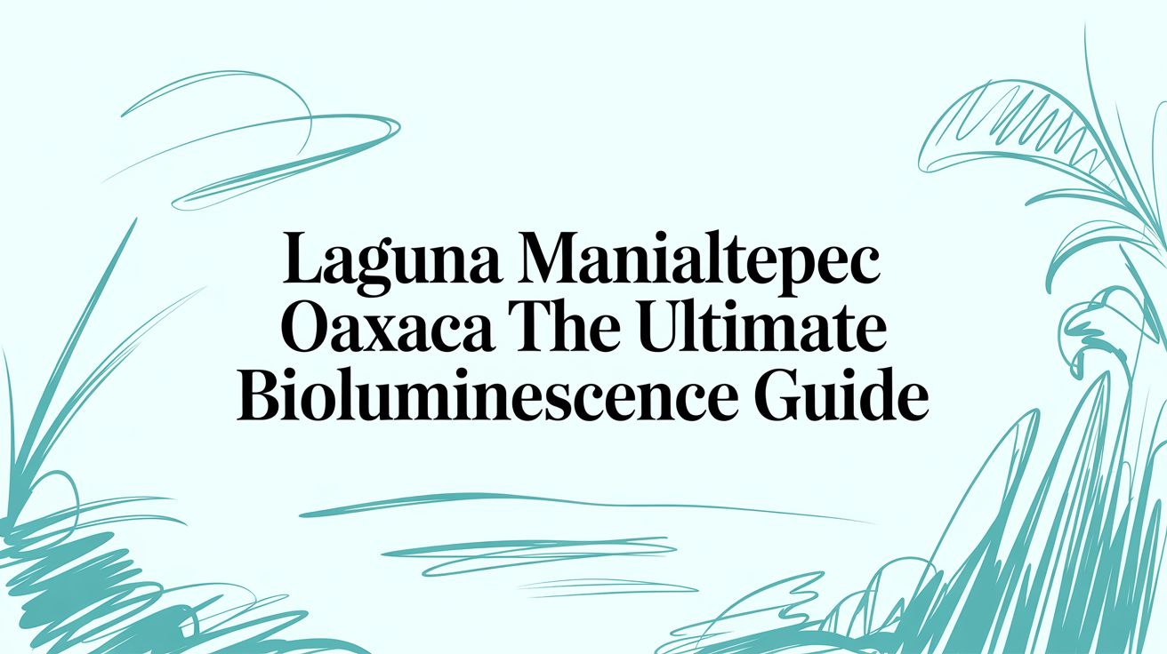 Laguna Manialtepec Oaxaca The Ultimate Bioluminescence Guide
