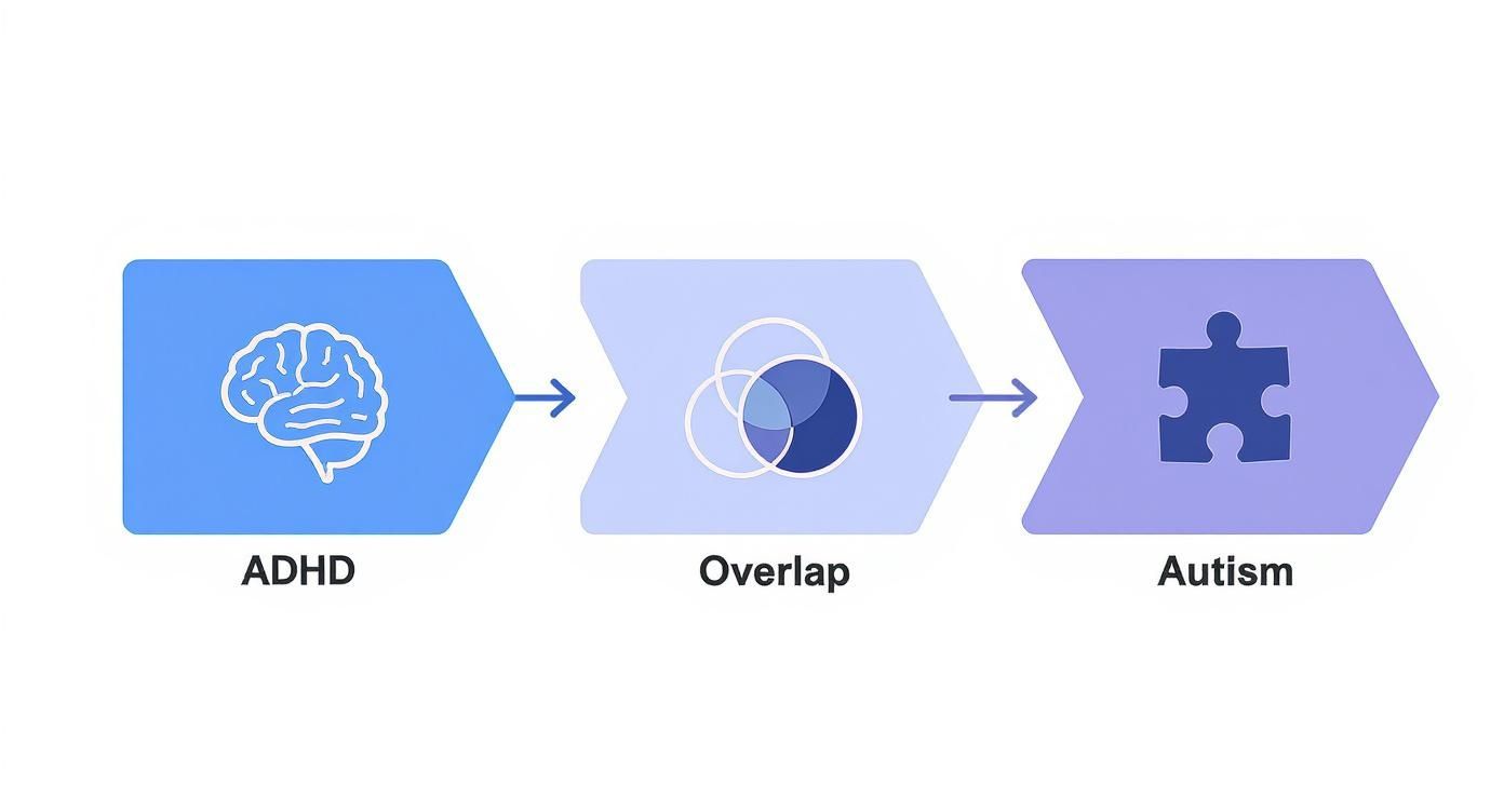 Infographic about adhd symptoms in adults