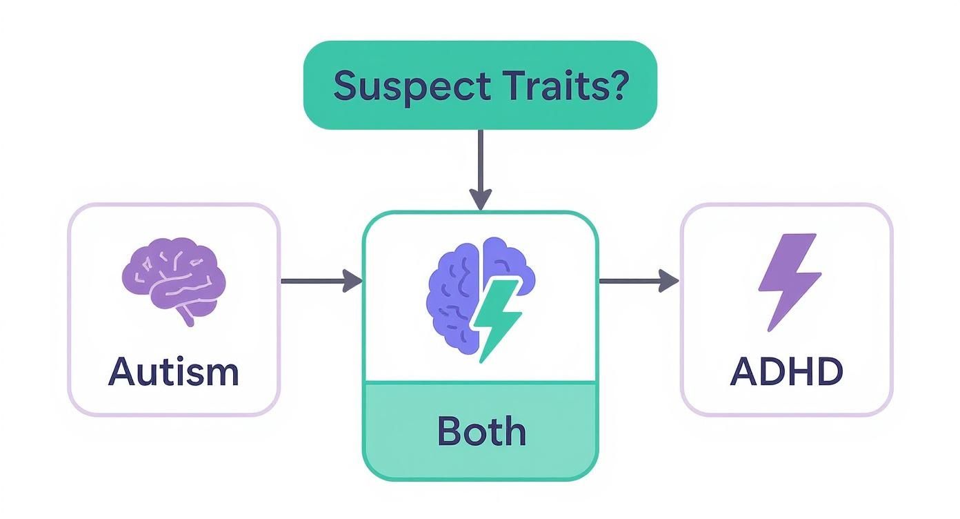 Infographic decision tree for autism and ADHD diagnosis in adults uk