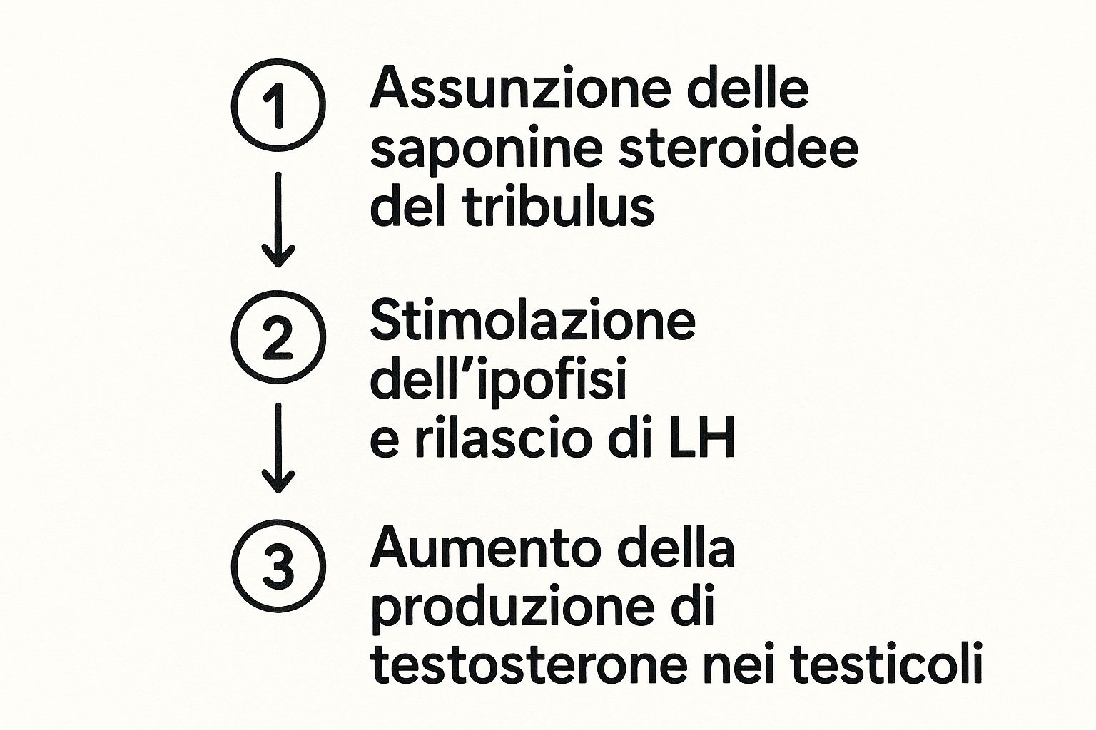 Infografica che mostra il processo di azione del tribulus terrestris