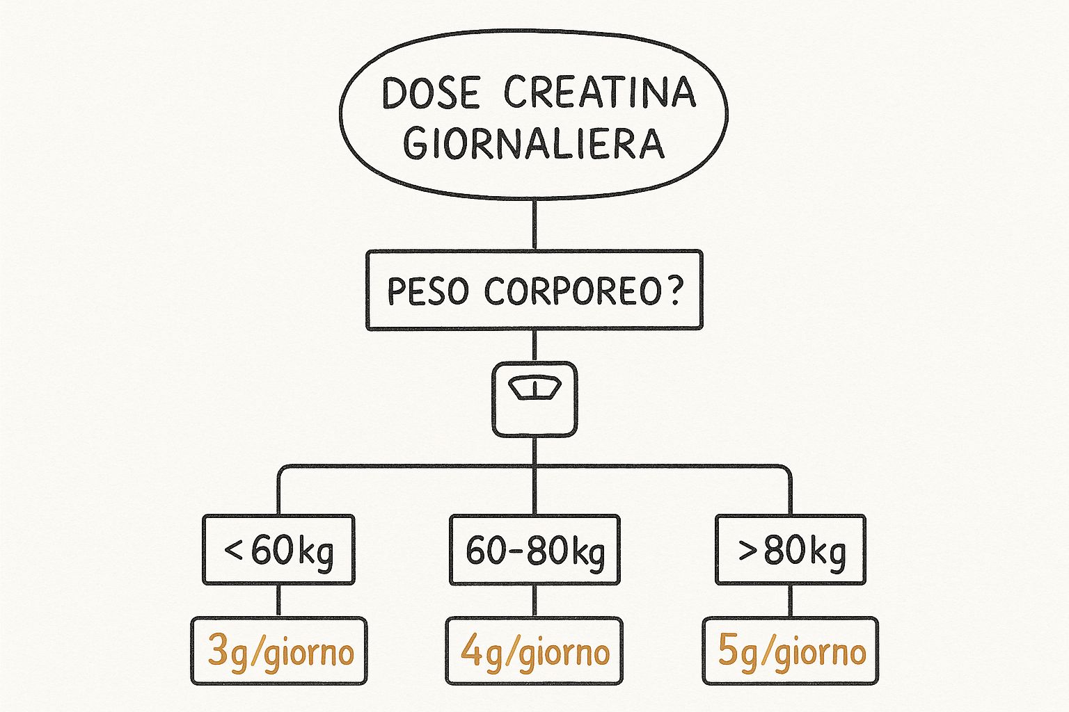 Infographic about quanta creatina al giorno