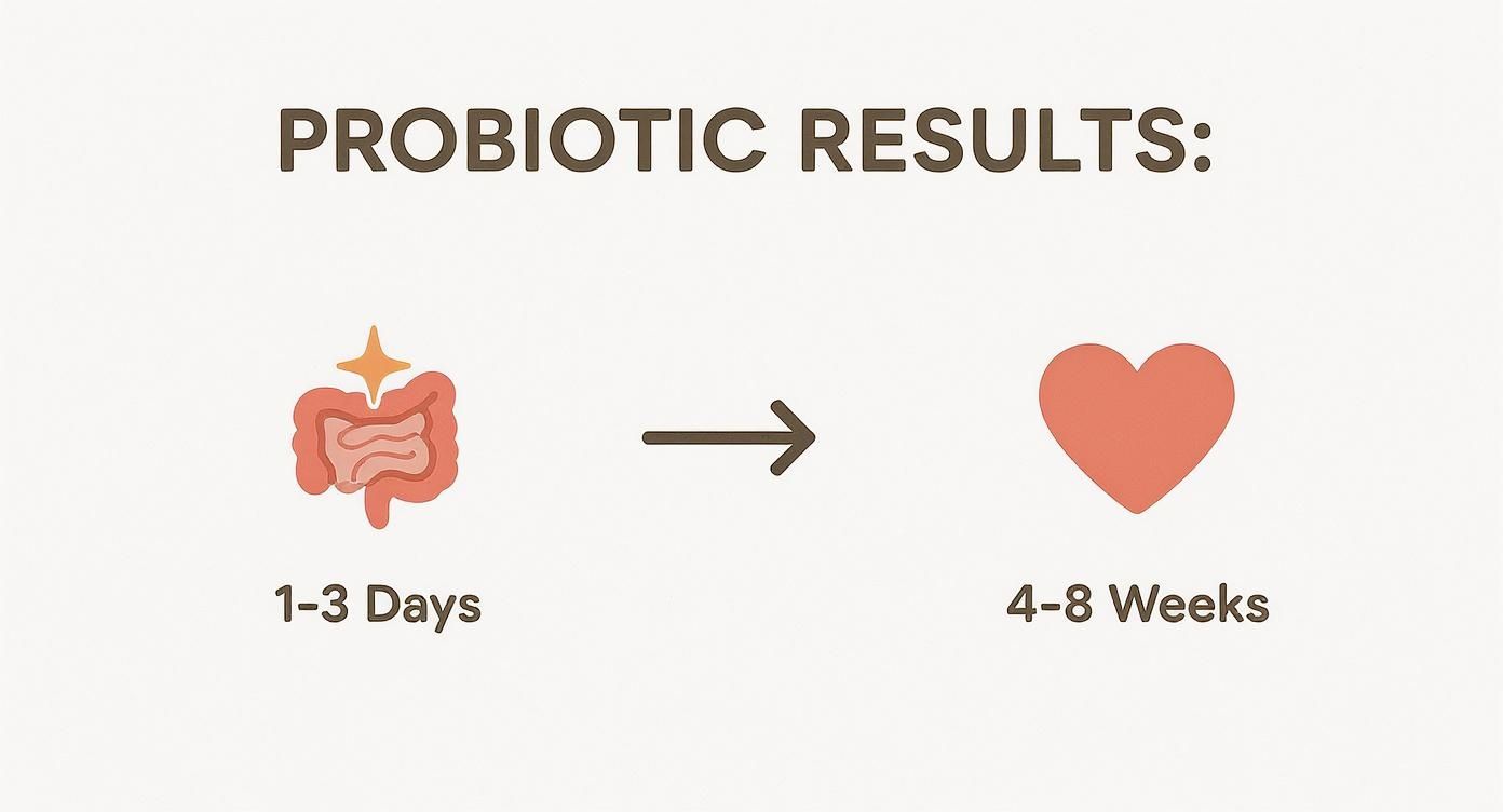 Infographic about how long do probiotics take to work