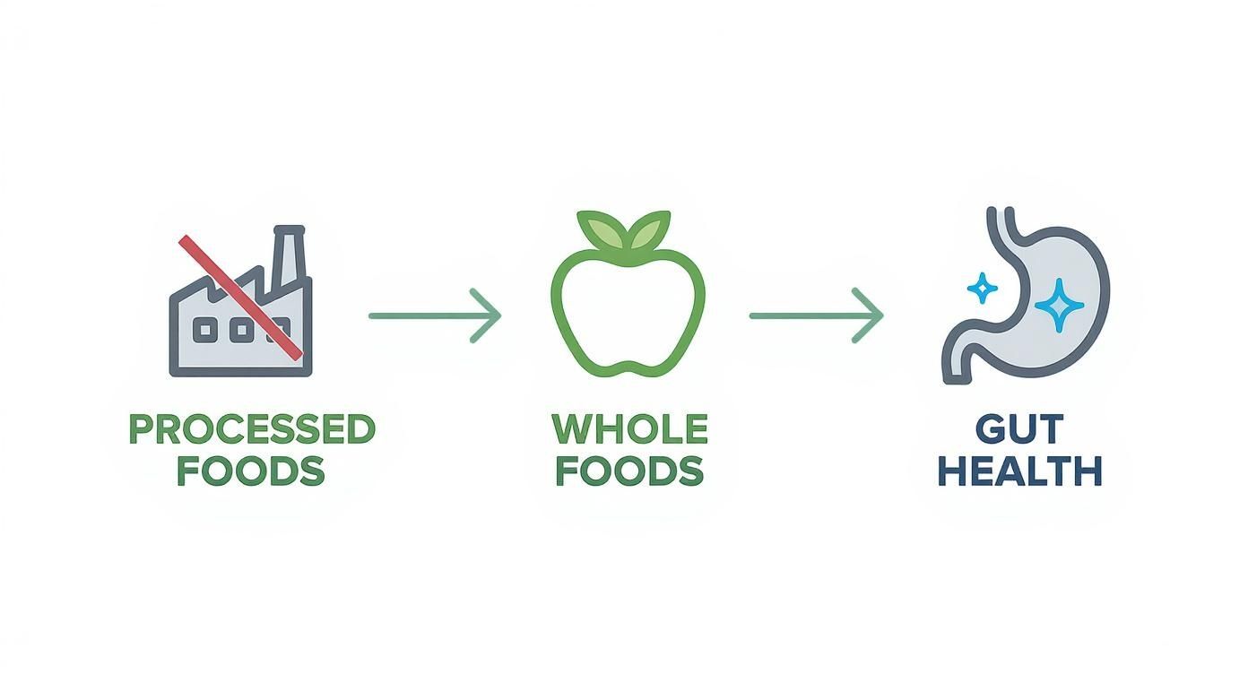 Infographic showing a factory with a cross-out symbol leading to an apple, which leads to a healthy gut.