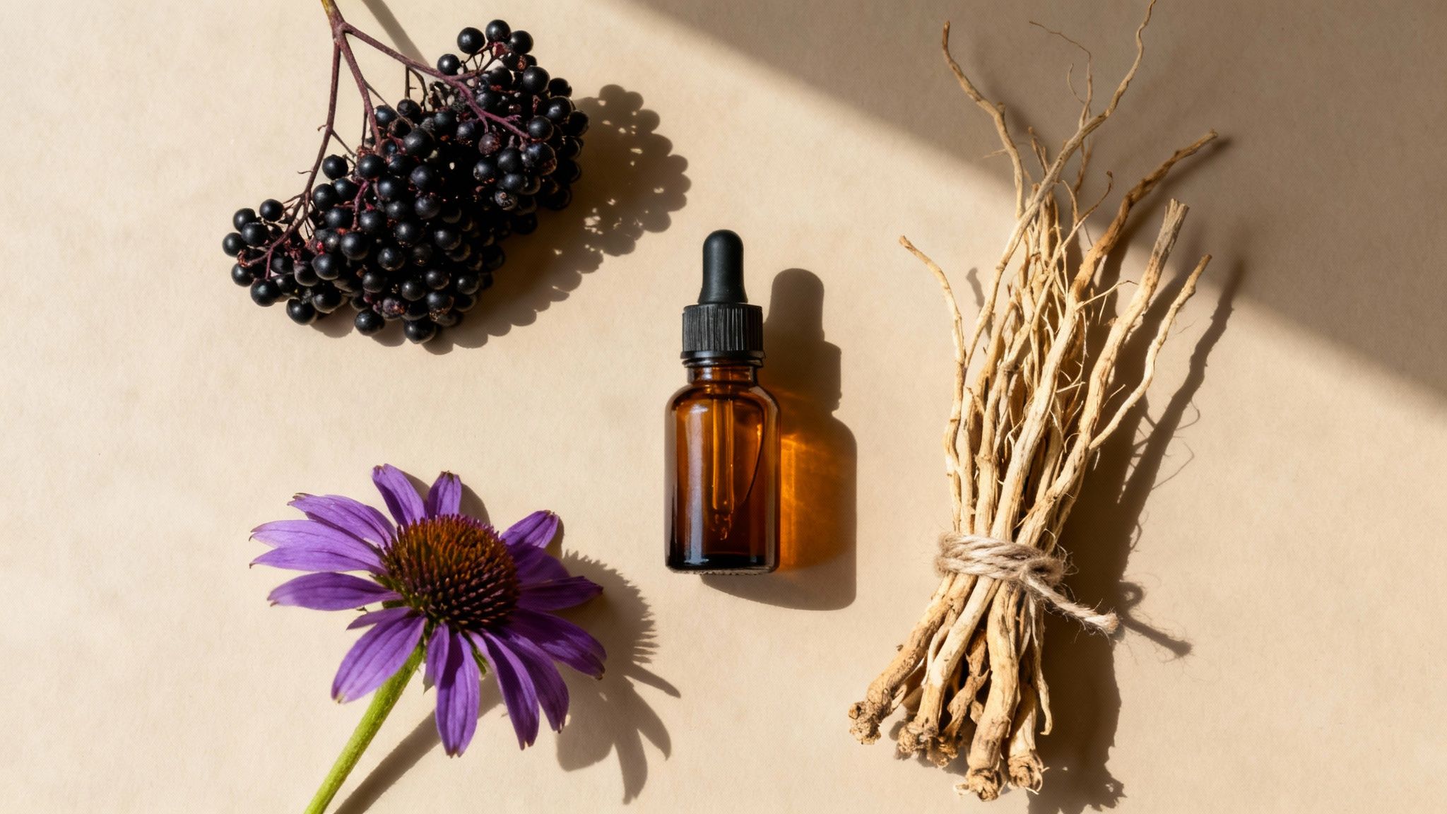 Natural immune support ingredients: elderberries, echinacea flower, dropper bottle, and dried roots.