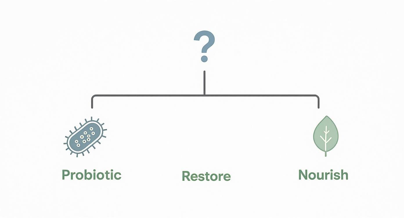 Infographic about probiotic vs prebiotic