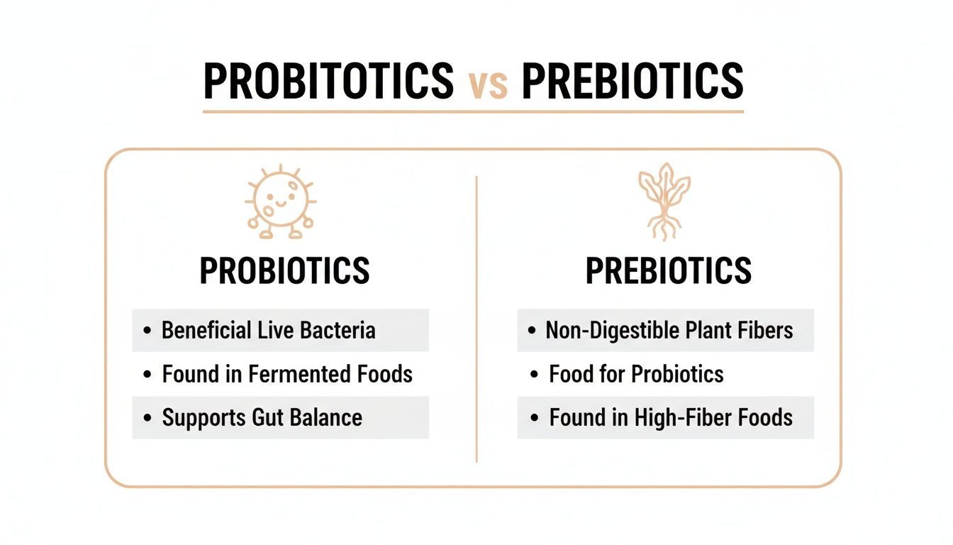 A comparison chart explaining probiotics vs prebiotics, detailing their definitions, sources, and benefits.