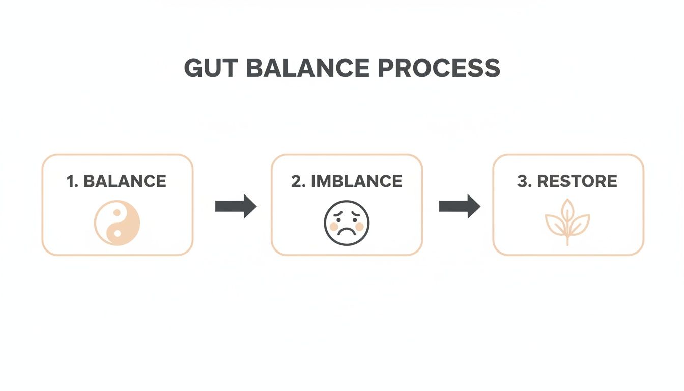 A three-step diagram illustrates the gut balance process: Balance (Yin-Yang), Imbalance (sad face), and Restore (leaf).