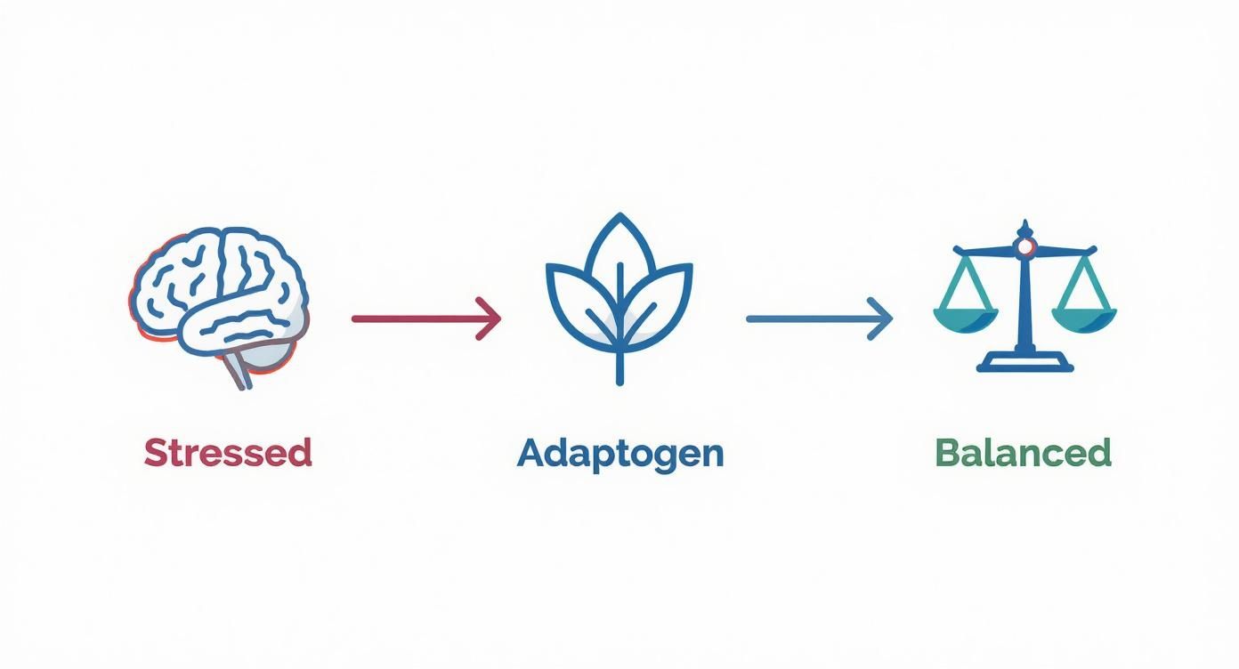 Infographic showing how adaptogens help the body move from stressed to balanced
