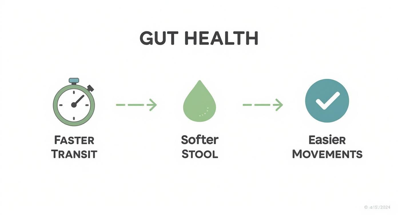 Infographic about best probiotic for constipation