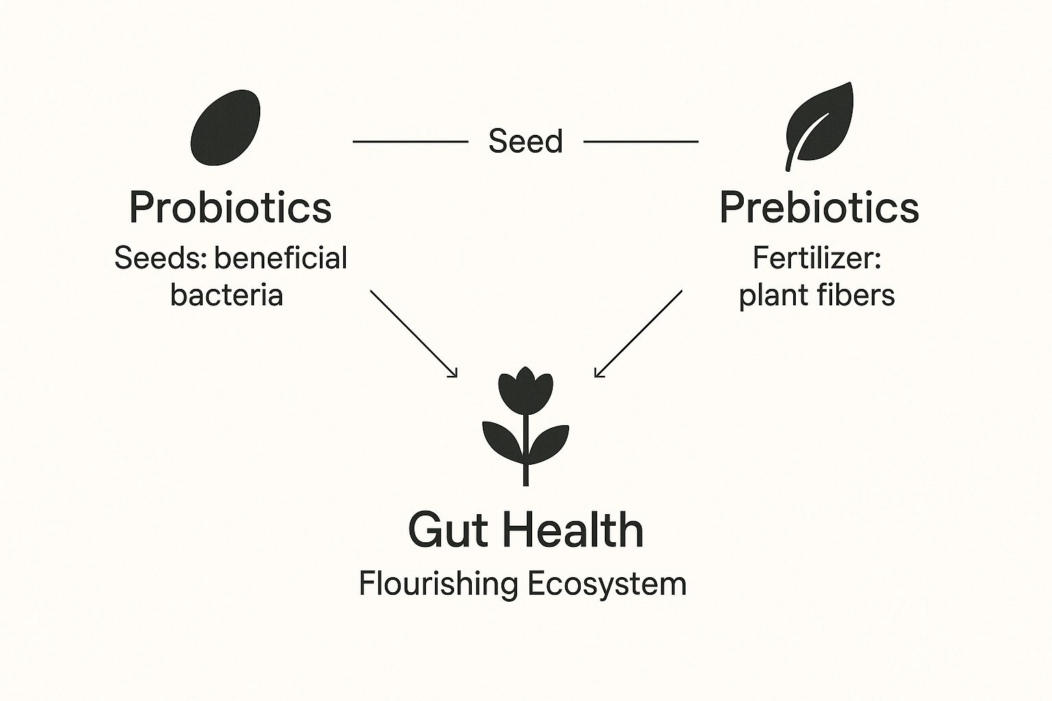 Infographic about natural probiotics and prebiotics