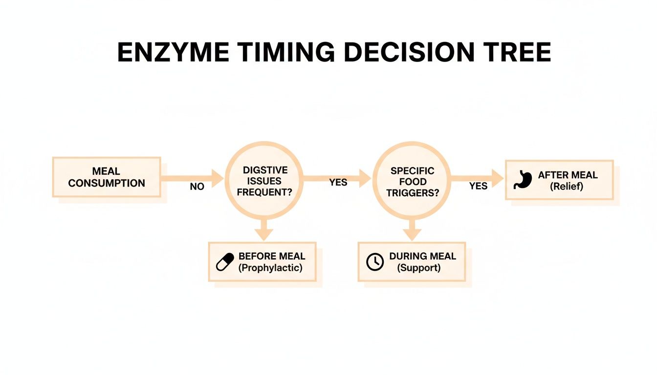 An enzyme timing decision tree flowchart guides when to take digestive enzymes: before, during, or after meals.