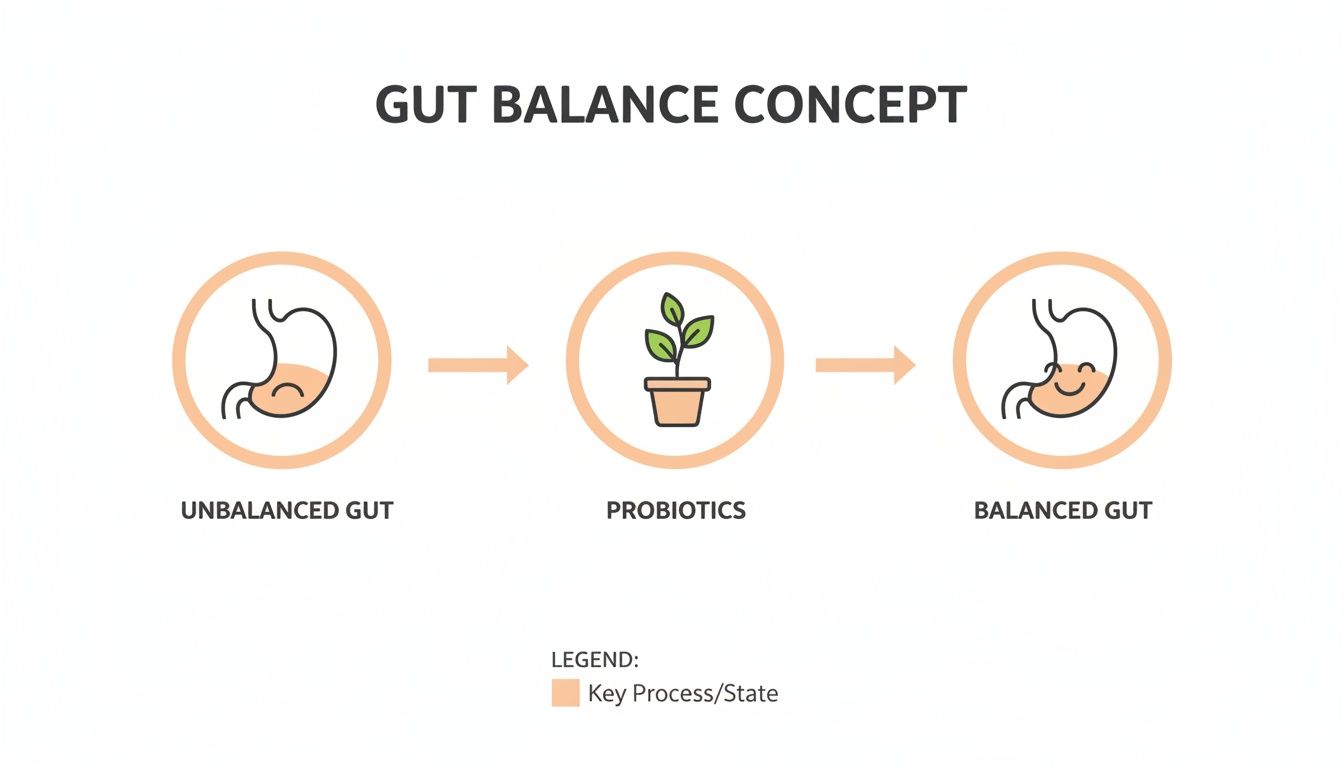 Diagram showing probiotics restoring a happy, balanced gut from an unhappy, unbalanced one.