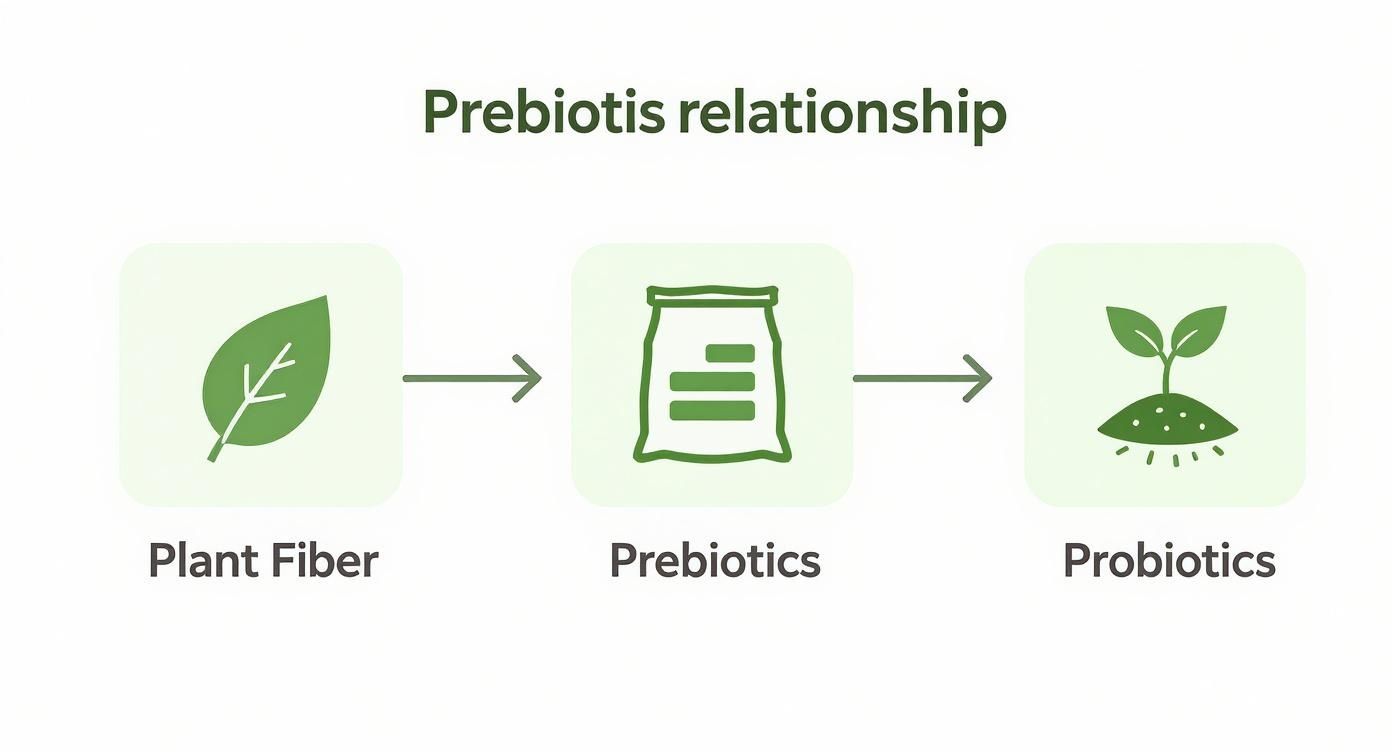 Infographic about prebiotics and probiotics for gut health