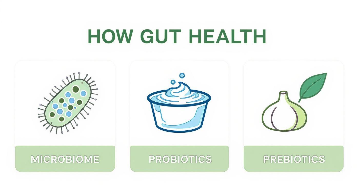 Infographic about how to improve nutrient absorption