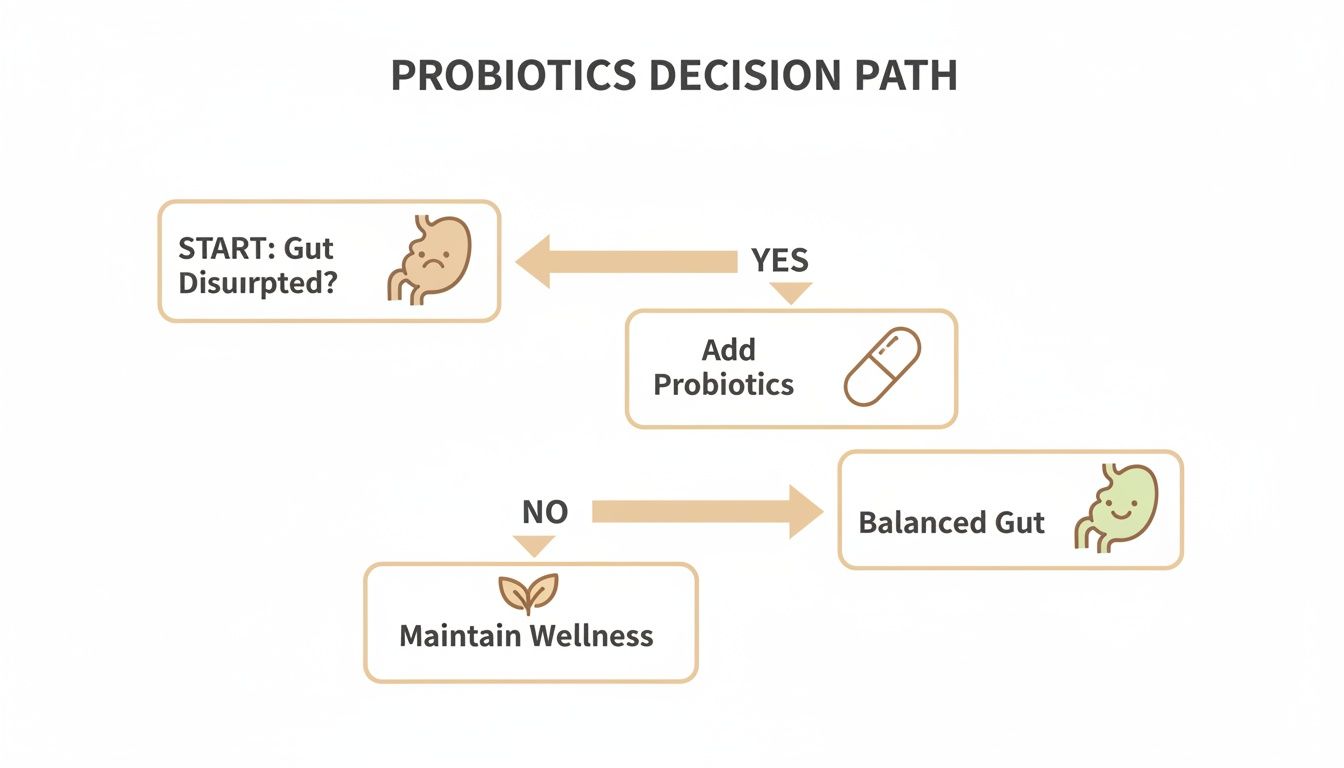 Flowchart illustrating a probiotics decision path: if gut is disrupted, add probiotics to achieve a balanced gut; otherwise, maintain wellness.