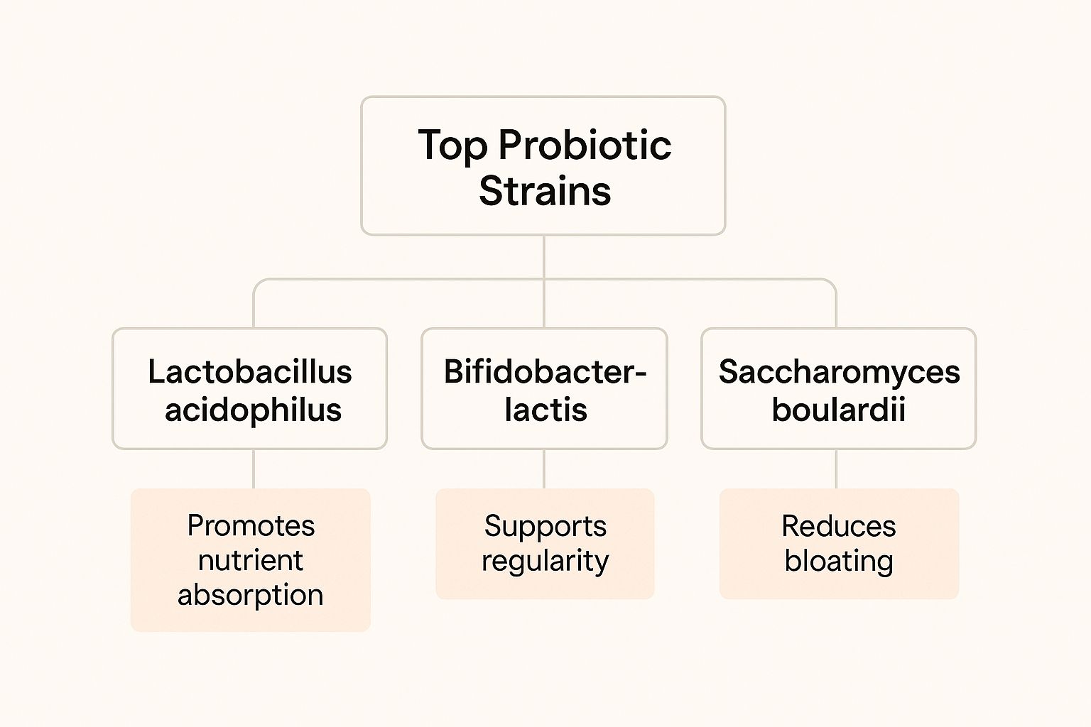 Infographic about best probiotics for digestion