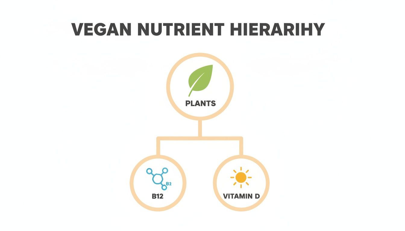 Vegan nutrient hierarchy diagram illustrating plants as primary, with B12 and Vitamin D as specific considerations.