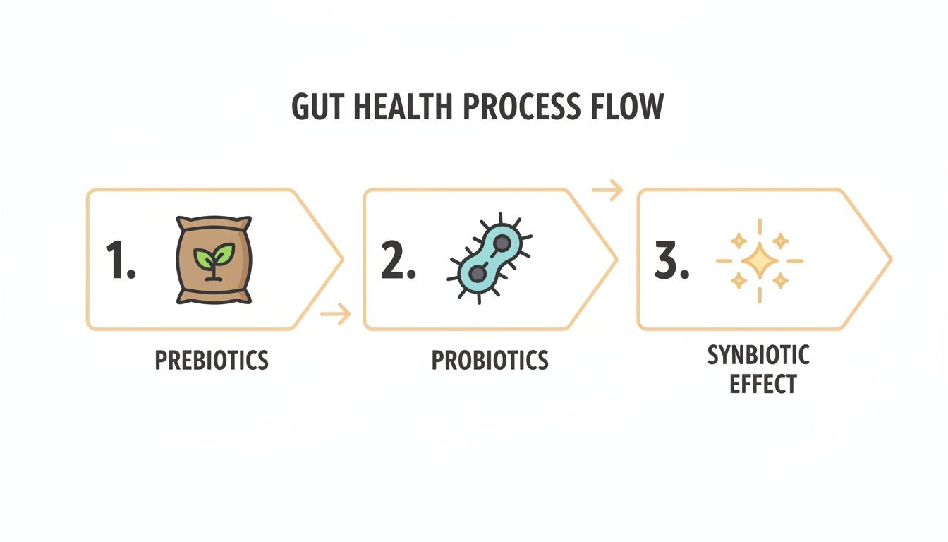 A three-step process flow diagram illustrating gut health, from prebiotics to probiotics, resulting in a synbiotic effect.