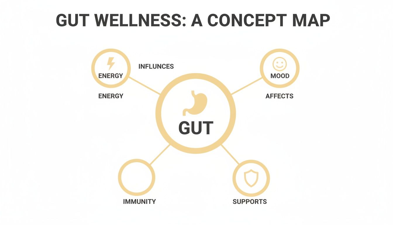 A concept map showing Gut in the center, influencing energy, affecting mood, and supporting immunity.