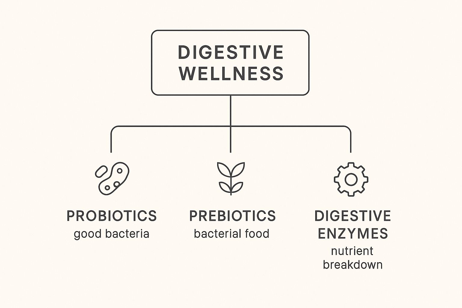 Infographic about best supplements for digestive health