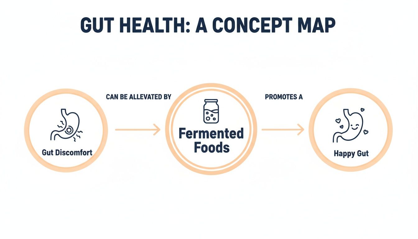A concept map illustrating how fermented foods alleviate gut discomfort and promote a happy gut.