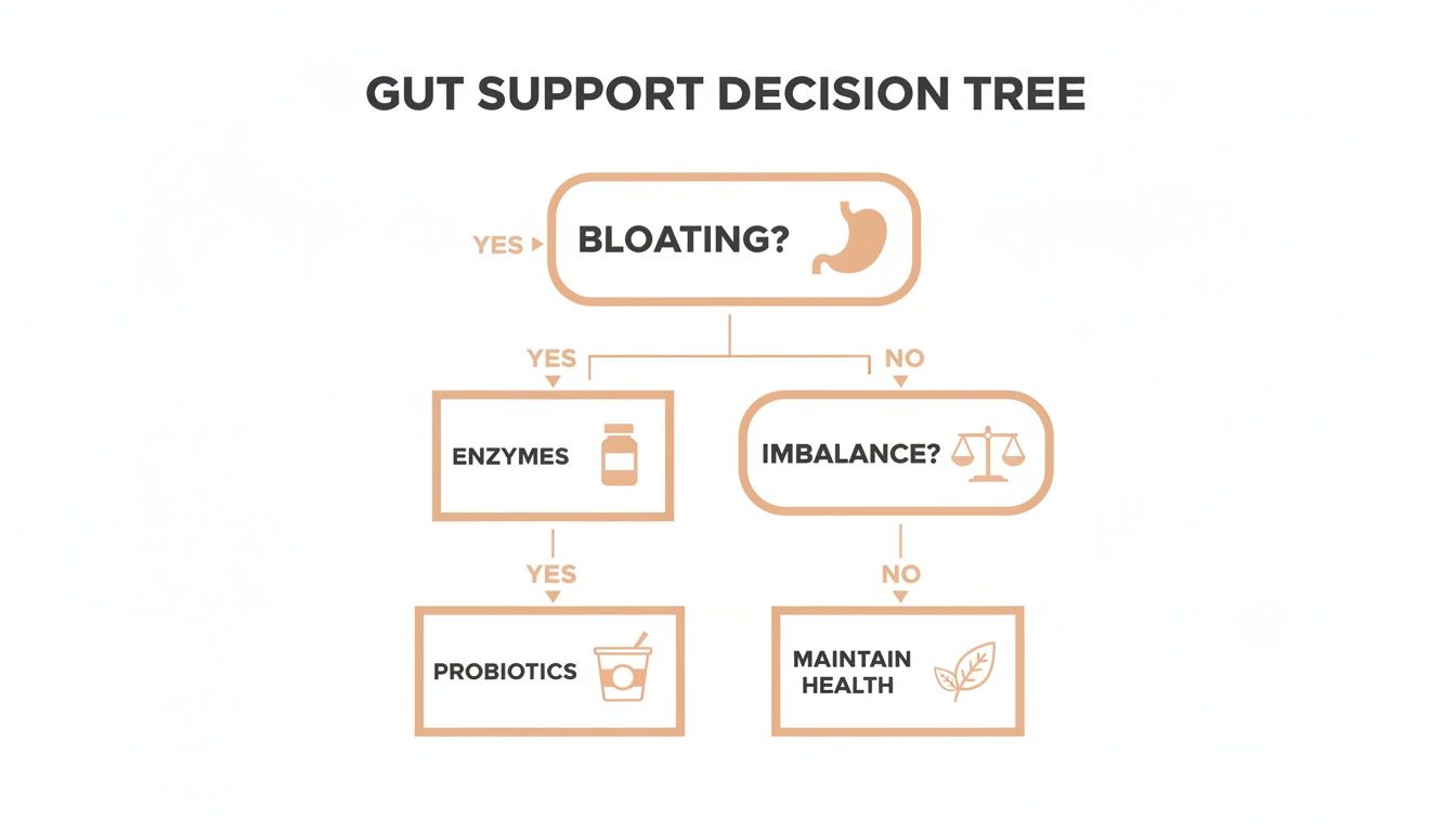 A gut support decision tree flowchart guiding choices for bloating, enzymes, probiotics, imbalance, and health.