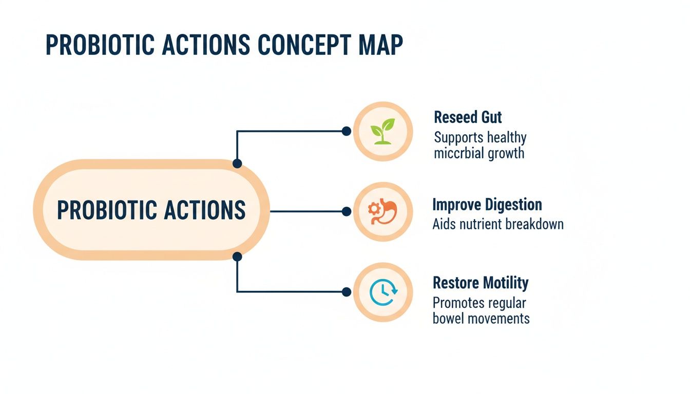 A concept map showing probiotic actions: reseed gut, improve digestion, and restore motility.