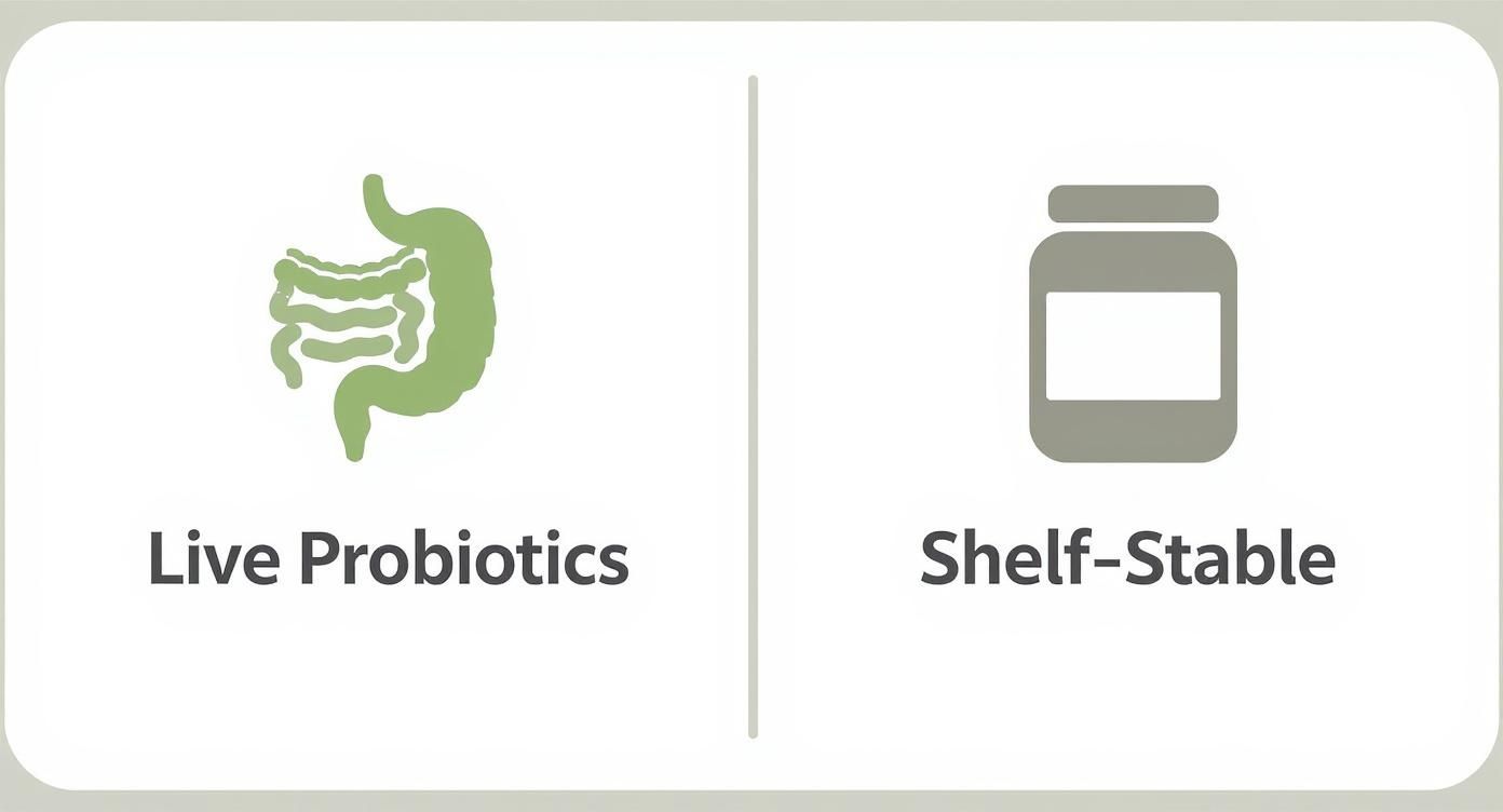 Infographic about fermented foods for digestion