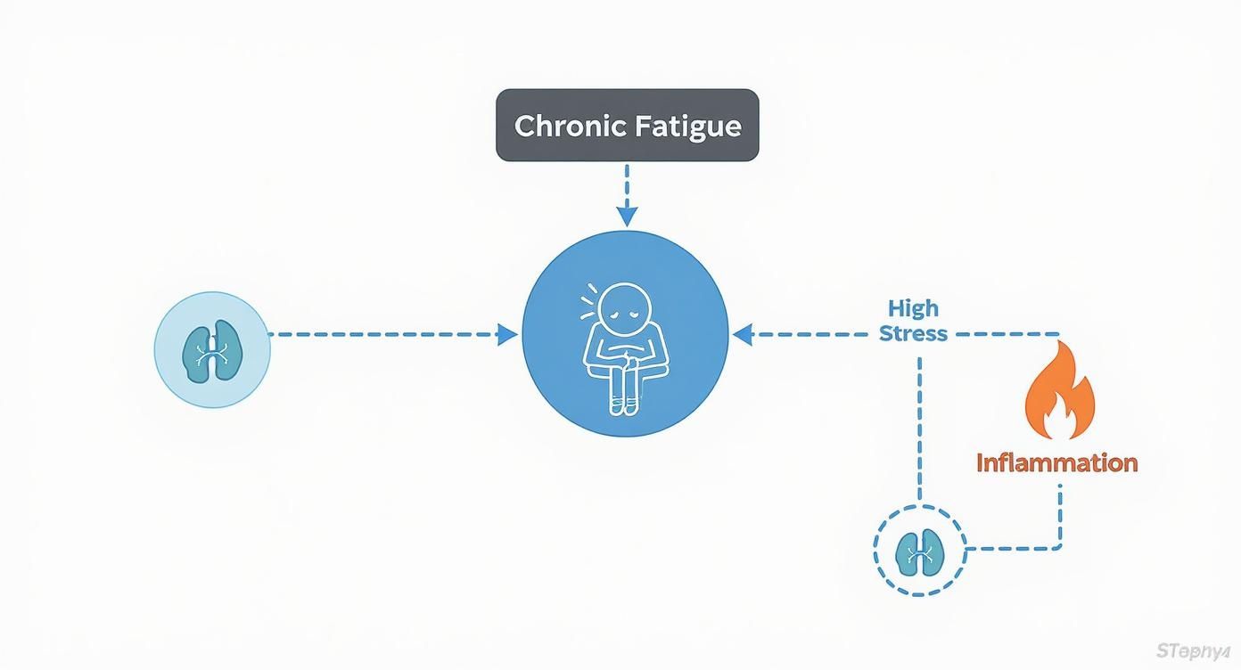 Infographic about best supplements for chronic fatigue