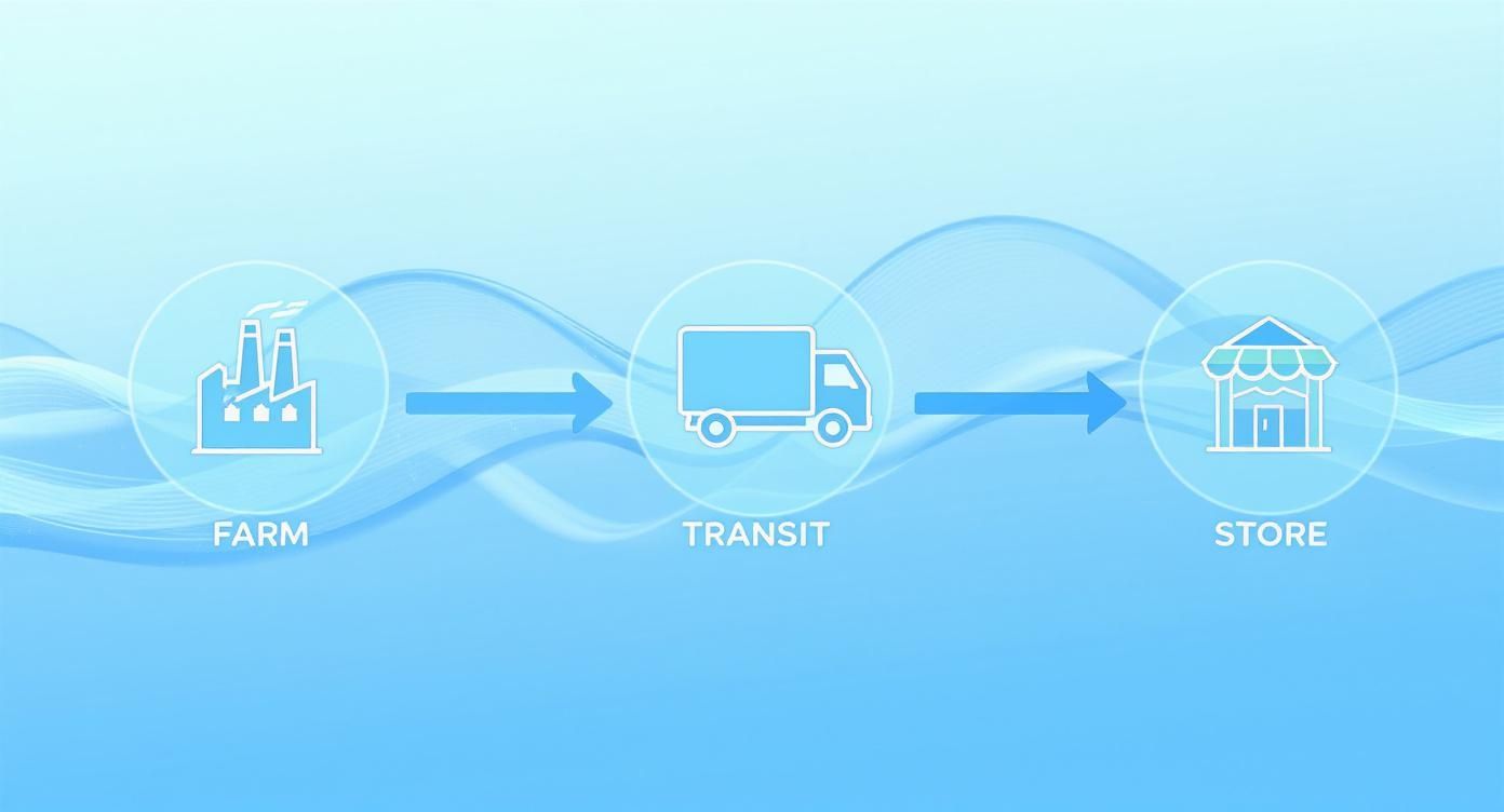Supply chain diagram showing farm to store distribution process through transit with truck icon