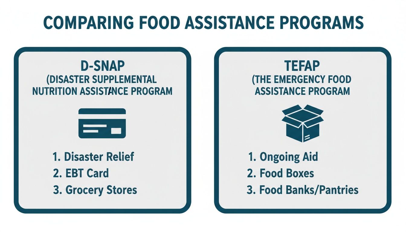 A visual comparison of D-SNAP and TEFAP government food assistance programs, detailing their aid methods.