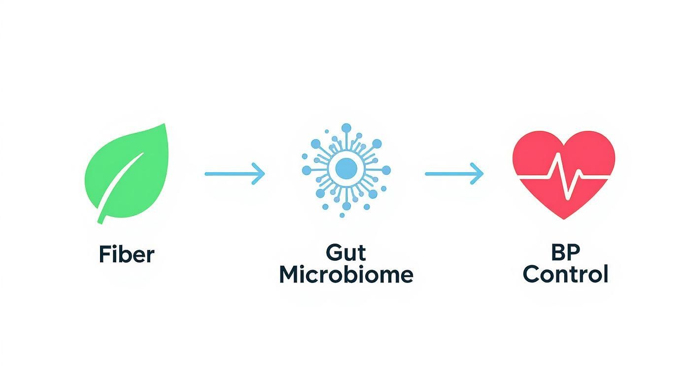Diagram illustrating how dietary fiber supports gut microbiome health, leading to improved blood pressure control.