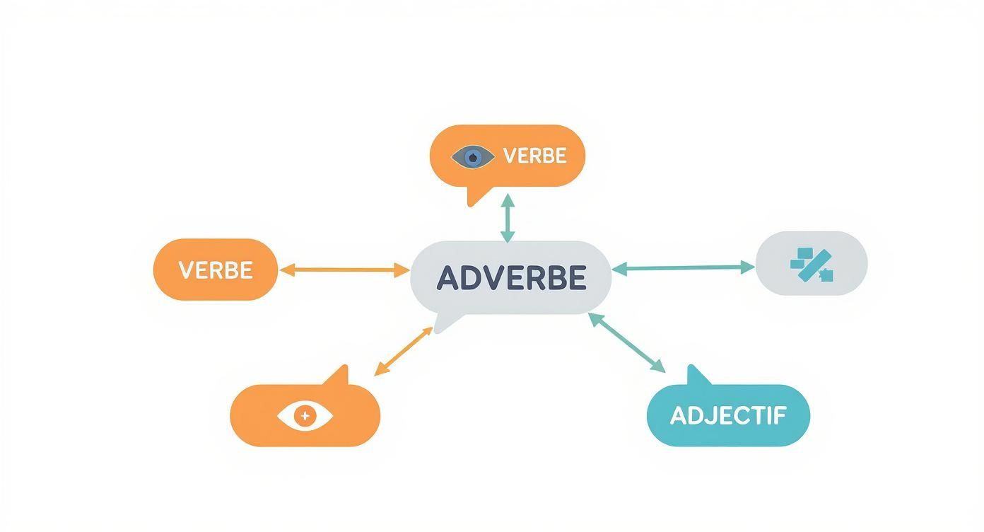 Diagramme illustrant la fonction d'un adverbe, montrant qu'il modifie des verbes, des adjectifs et d'autres adverbes.