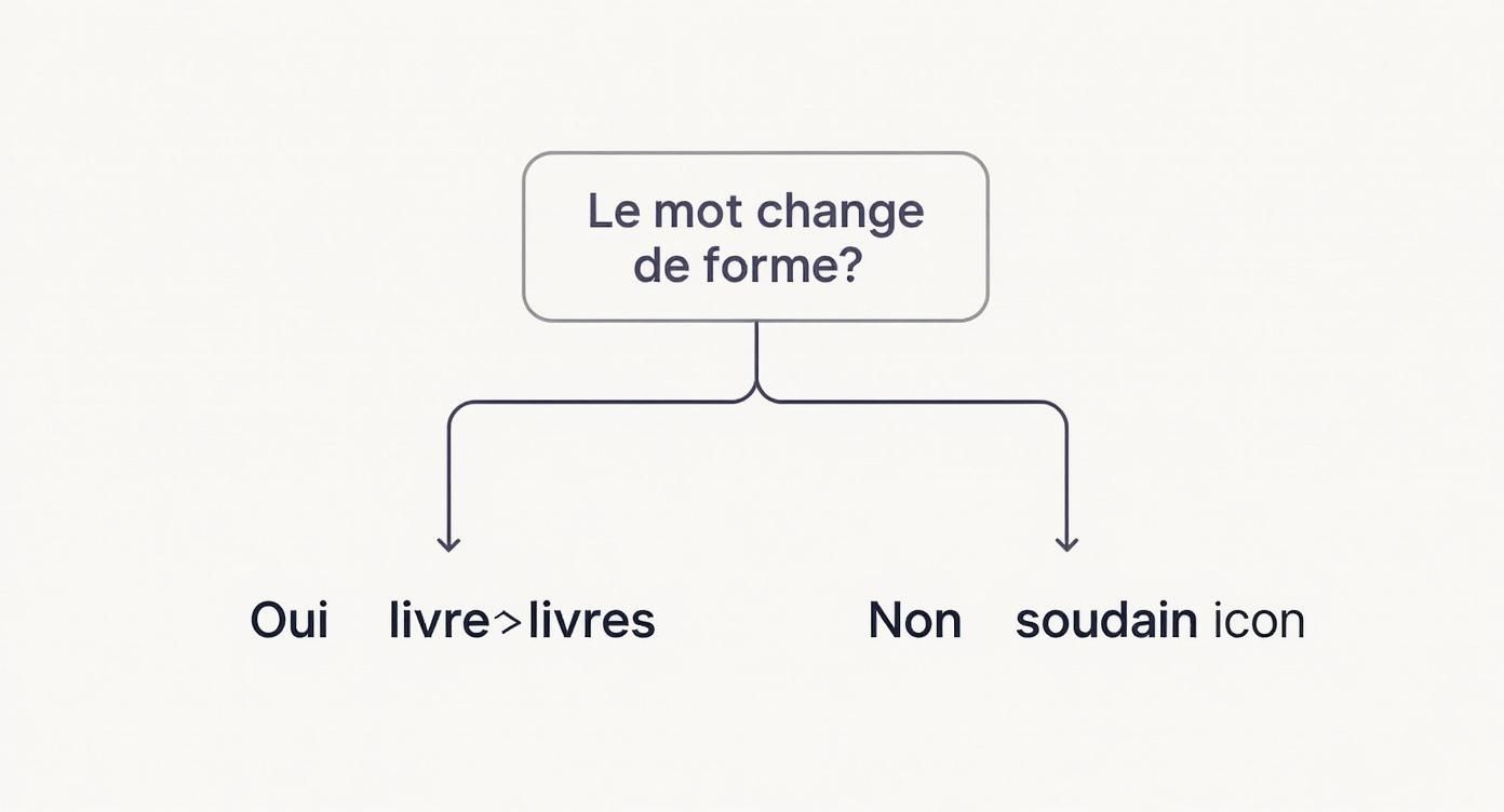 Diagramme de décision sur le changement de forme d'un mot, illustré par des exemples français.
