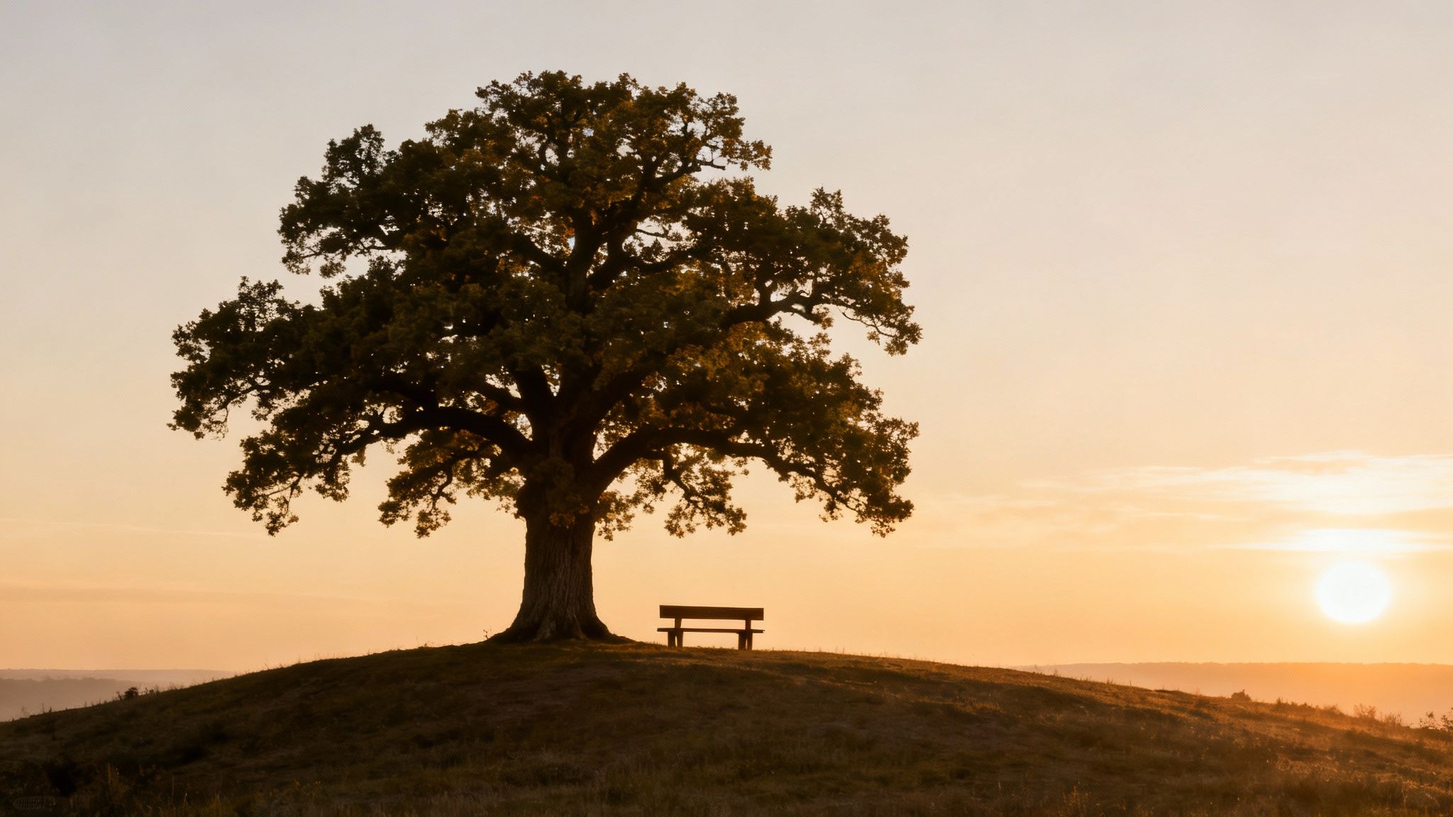 A solitary tree and a bench silhouetted on a hill against a vibrant sunset.