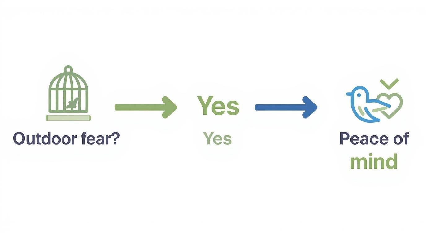 An infographic shows a bird in a cage, asking 'Outdoor fear?', then transitions to 'Peace of mind' with a free bird.
