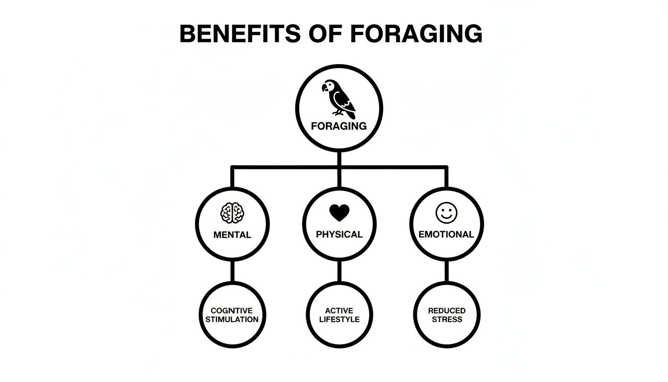 Diagram showing mental, physical, and emotional benefits of bird foraging for cognitive stimulation, active lifestyle, and reduced stress.
