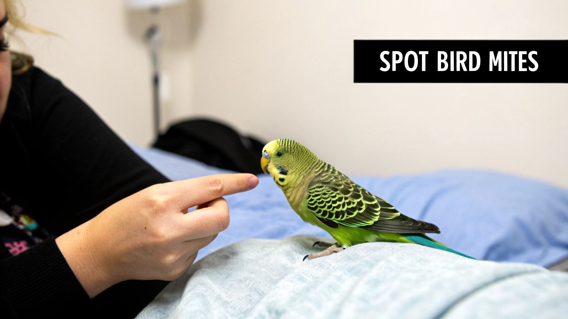A person's finger gently interacts with a green parakeet (budgie), with text 'SPOT BIRD MITES' on the image.
