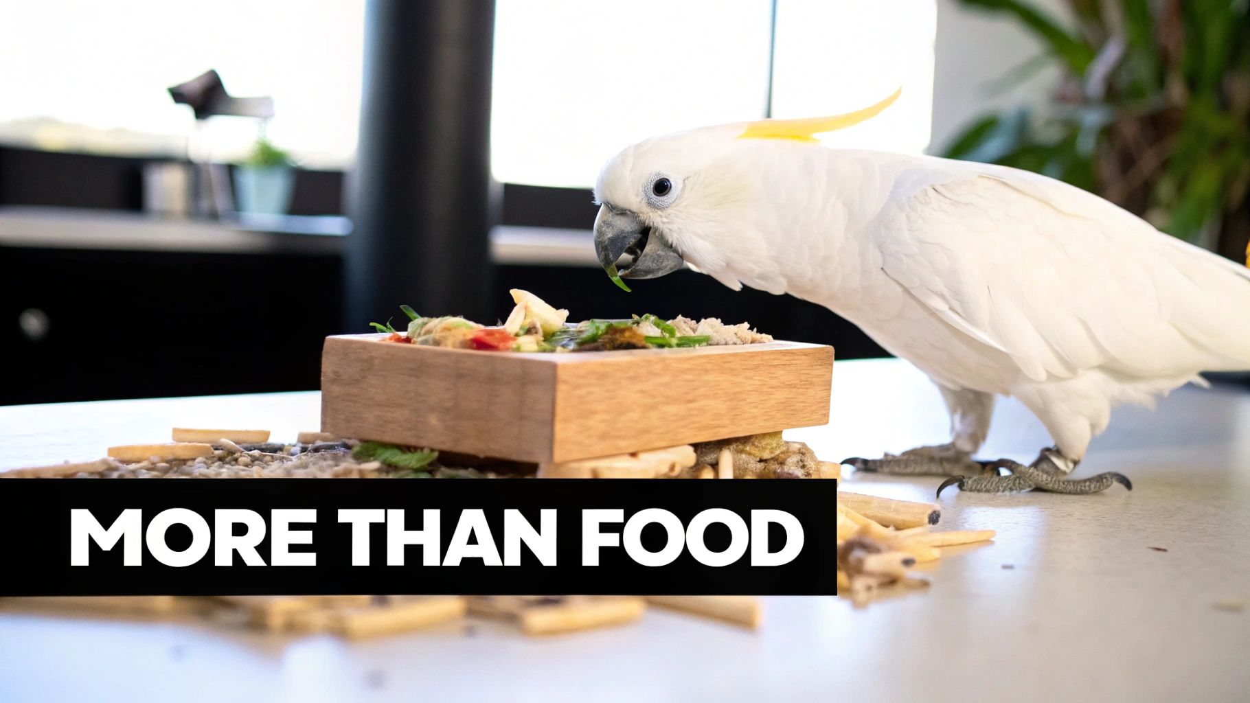 A close-up of a white cockatoo eating fresh food from a wooden dish, with "MORE THAN FOOD" text overlay.