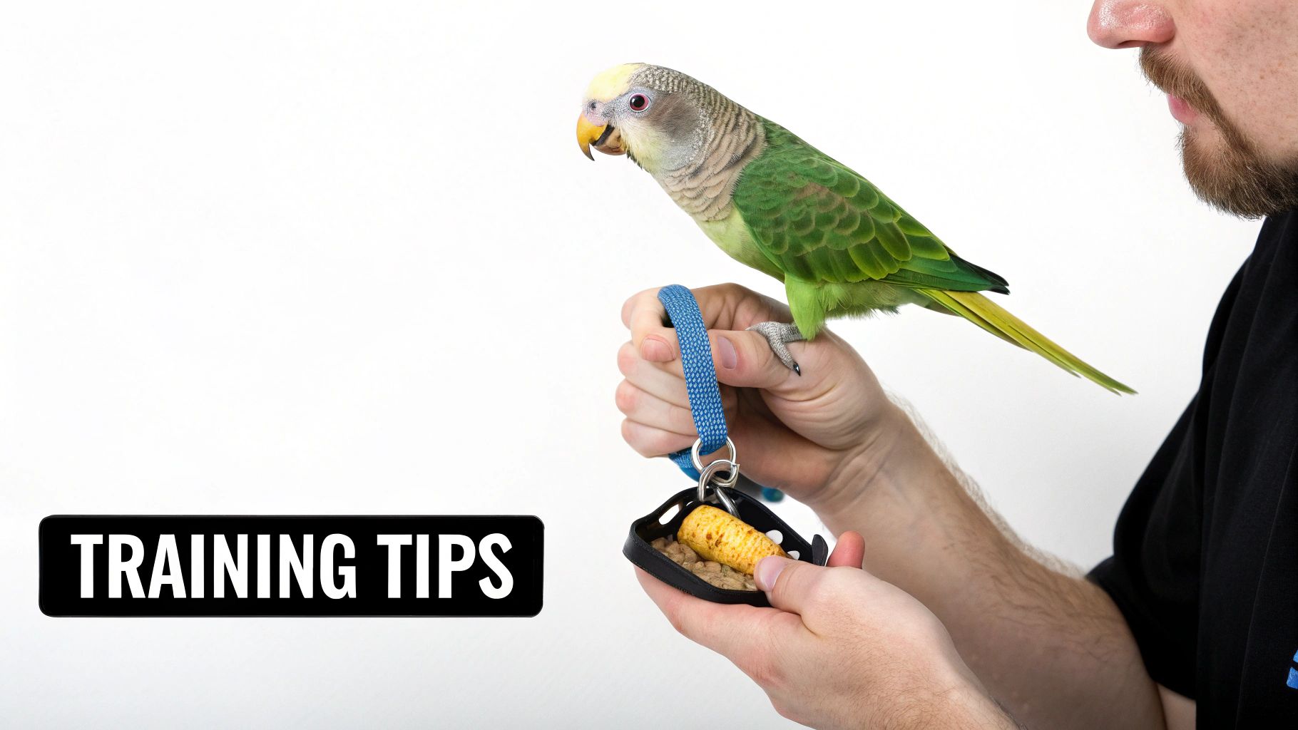 A person trains a small green parrot with a yellow head, wearing a blue aviator harness.