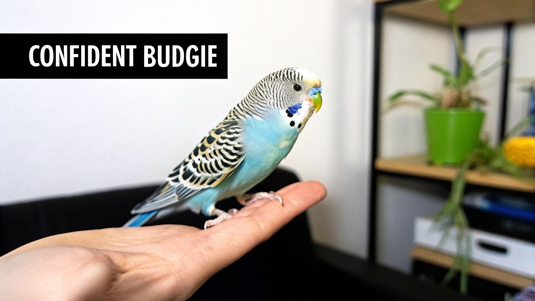A confident blue and white budgie stands calmly on a person's open hand, looking alert.