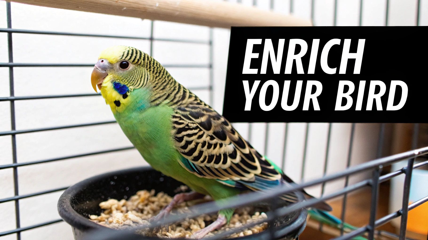 A vibrant green and yellow budgie in a cage, standing in a food dish with text "ENRICH YOUR BIRD".