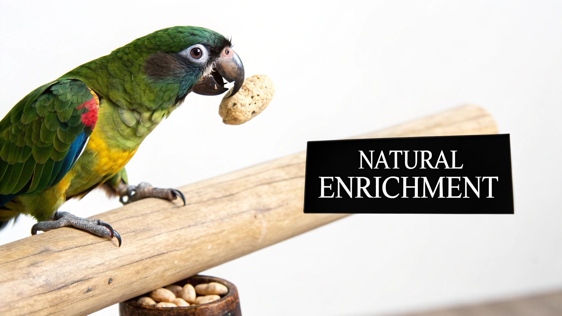 A vibrant green parrot holding a peanut in its beak, perched on a wooden log, near a 'NATURAL ENRICHMENT' sign.
